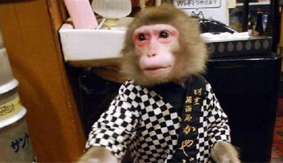 日本最火爆的餐廳之一 猴子當服務(wù)生，報酬只要香蕉