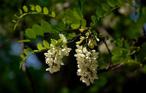 春吃蔬菜有講究 五種春菜都很補(bǔ)
