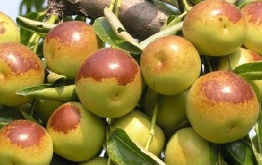 冬棗有哪些益處？醫(yī)生：冬棗的這四個(gè)功效你要知道，解酒
