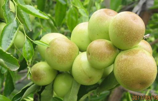 冬棗有哪些益處？醫(yī)生：冬棗的這四個(gè)功效你要知道，解酒