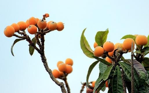 枇杷怎么吃止咳潤肺？老人孩子都可以吃
