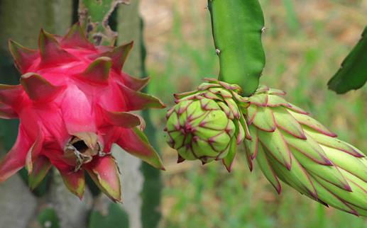 火龍果紅心還是白心好？關(guān)于火龍果的營(yíng)養(yǎng)價(jià)值你知道多少