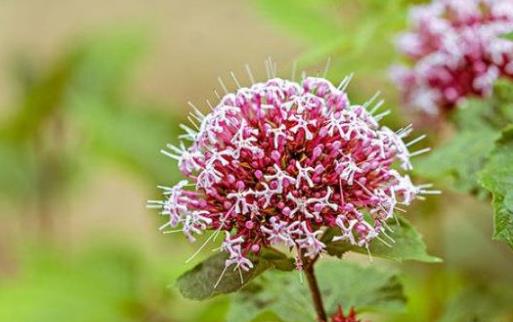 澆水不當是花卉死亡的主要原因 養花要從學澆水開始