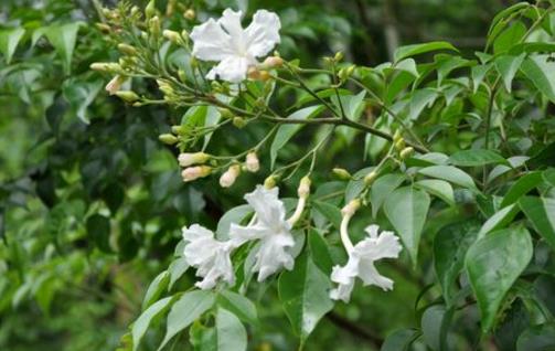 家庭養(yǎng)花：幸福樹(shù)的冬季養(yǎng)護(hù)