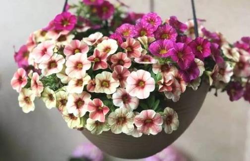 城市家庭陽(yáng)臺(tái)養(yǎng)花 給花提供一個(gè)適合生長(zhǎng)的環(huán)境