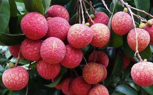 荔枝的營養(yǎng)價(jià)值與保健功能 挑選優(yōu)質(zhì)荔枝的方法