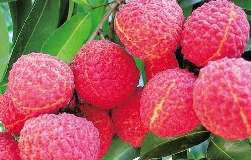 荔枝的營養(yǎng)價(jià)值與保健功能 挑選優(yōu)質(zhì)荔枝的方法