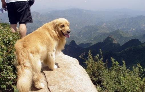 狗狗行為看上去奇怪，其實是在表達對我們的愛