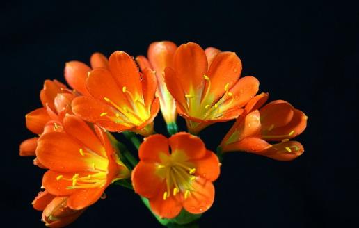 室內(nèi)養(yǎng)“君子蘭”，七八月“講究”多，“4件事”堅(jiān)決別做