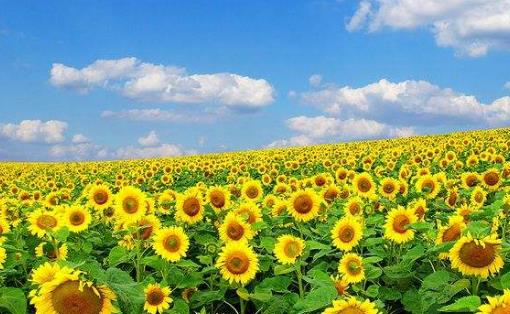 夏季養(yǎng)生防病 養(yǎng)心氣固陽氣是該時段的保健原則