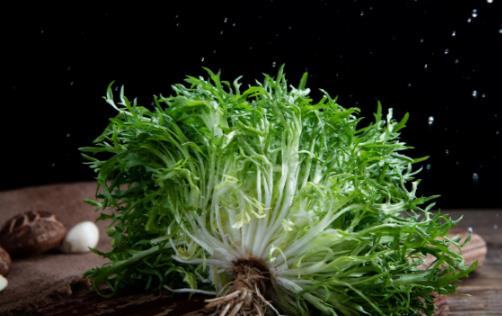 常吃苦菊清熱消炎防治癌癥 炒苦菊的家常做法推薦
