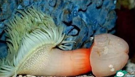 震驚，這是什么海洋生物長得如此有型？求鑒定