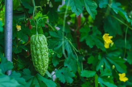 這些植物都可調節血糖，誰是真正的“植物胰島素”？