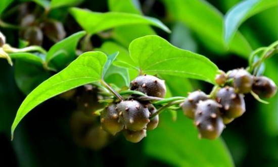 山藥豆怎么清洗 山藥豆的營(yíng)養(yǎng)做法大全