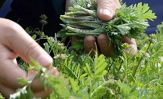 野菜的營養價值 野莧菜的好吃做法簡單易學哦