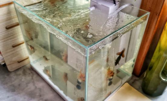 家中放魚缸有利于身體健康 給養魚新手的一些建議