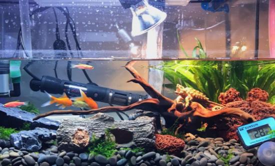 家中放魚缸有利于身體健康 給養魚新手的一些建議