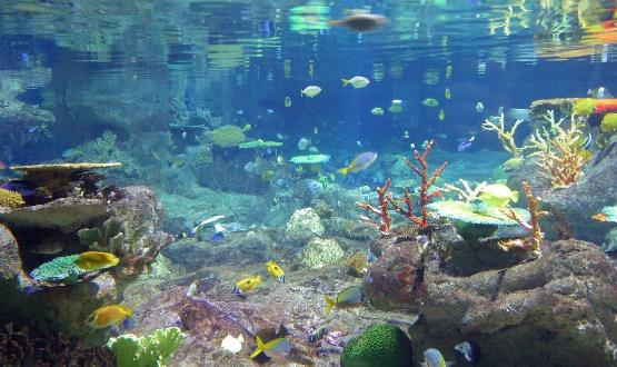 家中放魚缸有利于身體健康 給養魚新手的一些建議