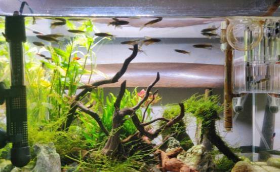 家中放魚缸有利于身體健康 給養魚新手的一些建議