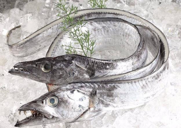 為什么帶魚不能人工養(yǎng)殖？帶魚是深海魚嗎？有什么營(yíng)養(yǎng)價(jià)值