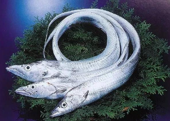 為什么帶魚不能人工養(yǎng)殖？帶魚是深海魚嗎？有什么營(yíng)養(yǎng)價(jià)值