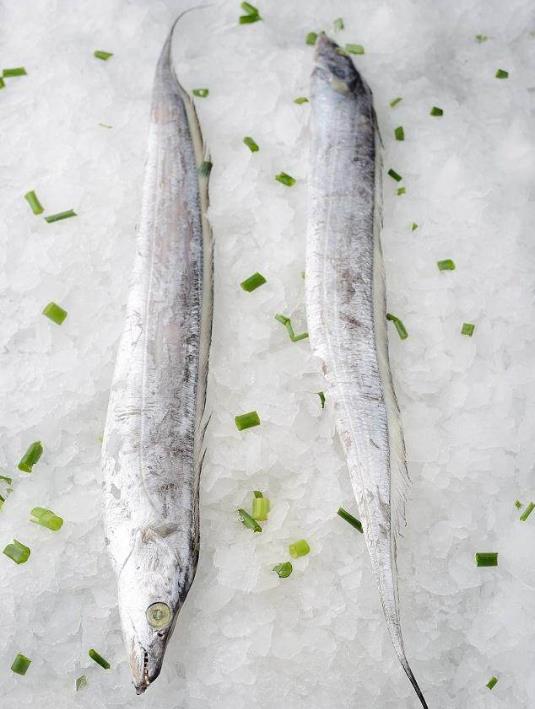 為什么帶魚不能人工養(yǎng)殖？帶魚是深海魚嗎？有什么營(yíng)養(yǎng)價(jià)值