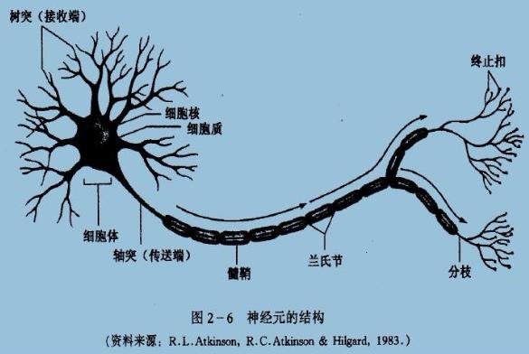 為什么你不記得嬰幼兒時(shí)期發(fā)生的事情？記憶會(huì)一直保留到離開(kāi)人世嗎